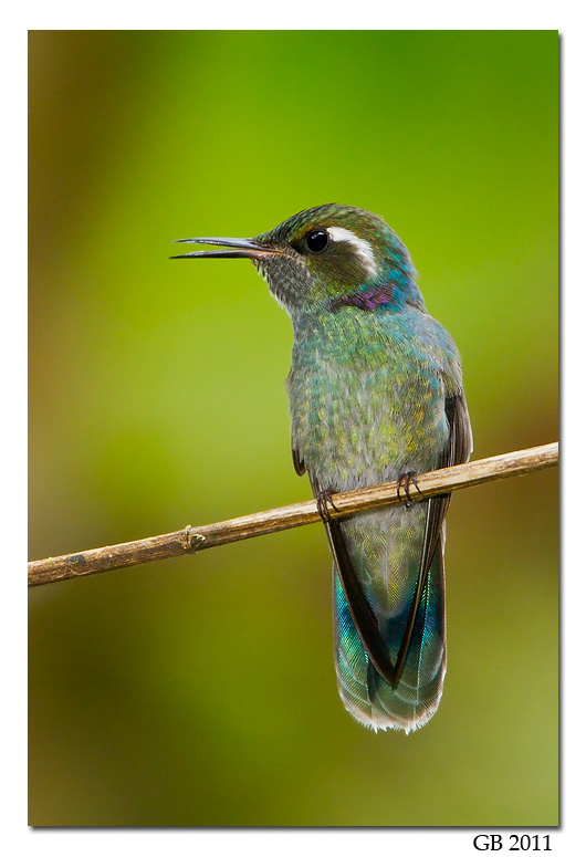 WEDGEBILLED HUMMINGBIRD
